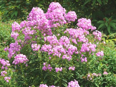 pink perfection