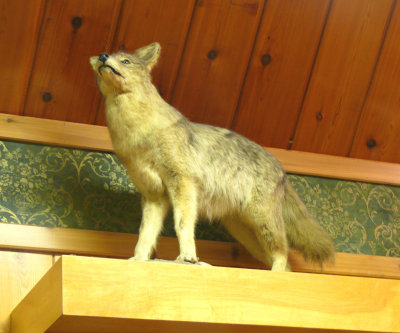 coyote in Wall Drug SD