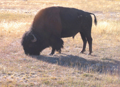 bison