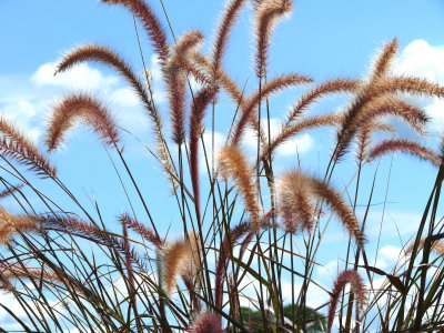 plumes against a blue sky