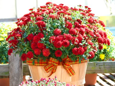 a bouquet