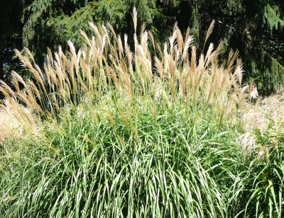 ornamental grass