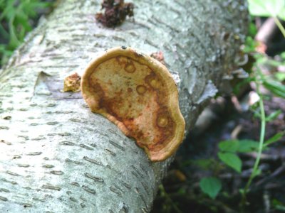 ear-shaped fungus