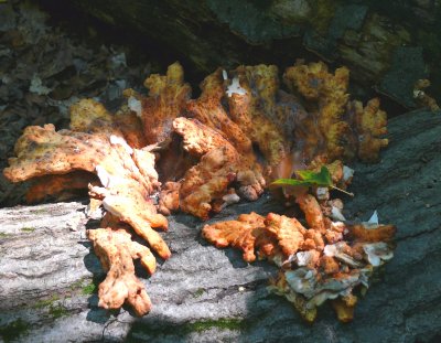 fungal creations