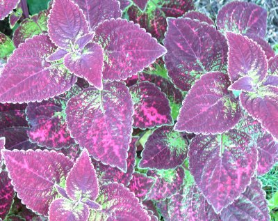 ornamental foliage