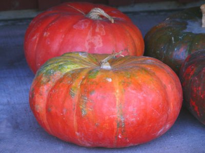 first pumpkins