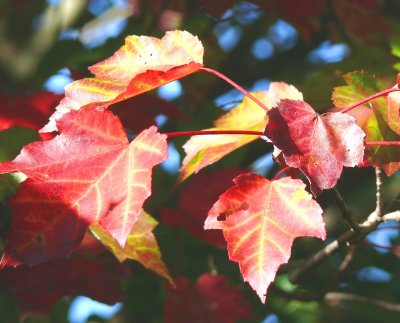 contrasting leaves