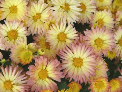 pastel chrysanthemums