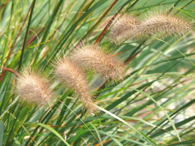 autumn grasses