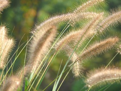 Sand-y grasses