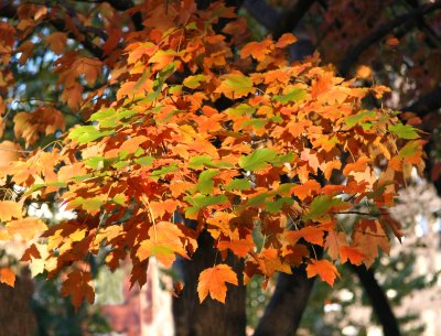 maple leaf cluster