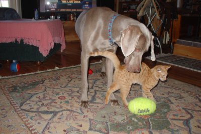 He loves the way the cat feels but he's draws the line about his beloved ball