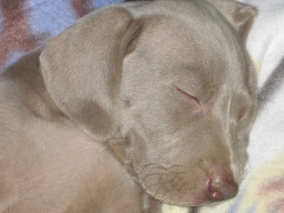 This is another  pic one of Rosie's previous girls FAST ASLEEP AFTER  playing so hard