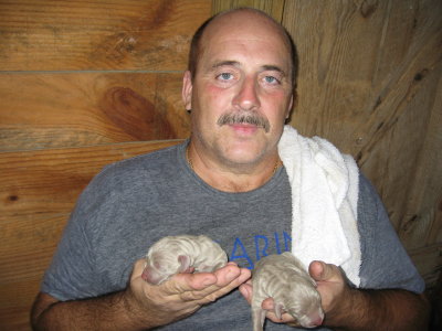 Marvin holding two of Reba's puppies - they look stripped when they are 1st born.  Their tails will need docking on Tuesday.