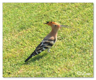Hoopoe