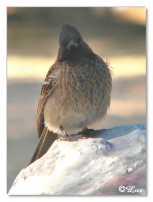 Bird-rock