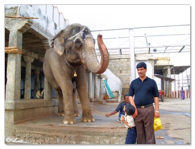 With Elephant.jpg