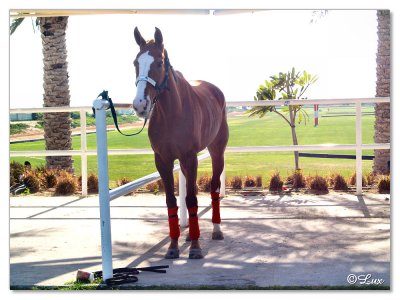 Polo & Equestrian club Dubai2.jpg