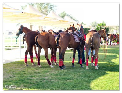 Polo & Equestrian club Dubai3.jpg