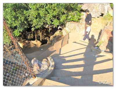 Rock Garden-Steps down