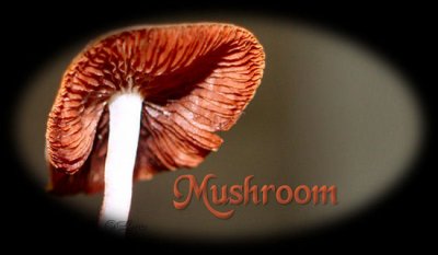 MushroomHd.jpg