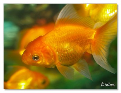 Gold Fish