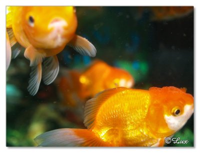 Gold Fish