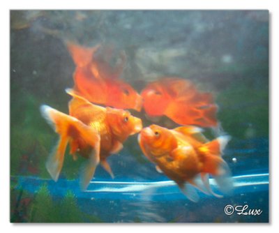 Gold Fish