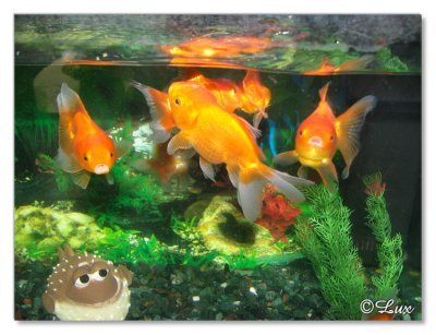 Gold Fish