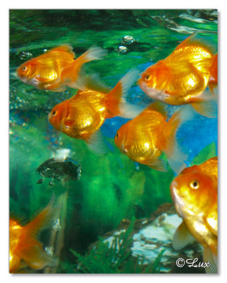 Gold Fish
