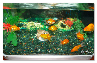 Gold Fish