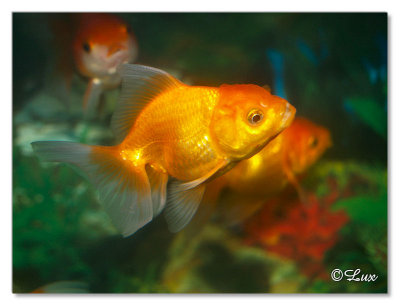 Gold Fish