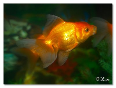 Gold Fish