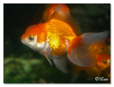 Gold Fish
