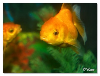 Gold Fish
