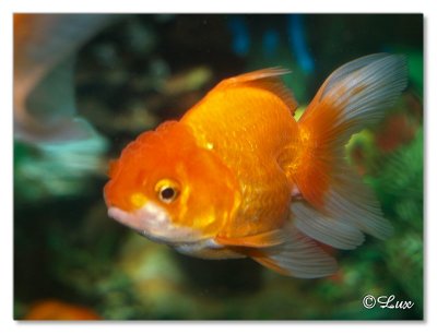 Gold Fish