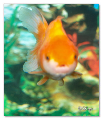 Gold Fish