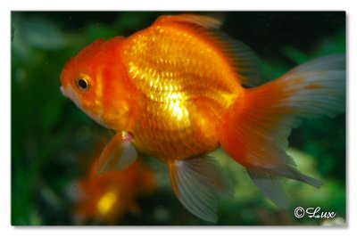 Gold Fish