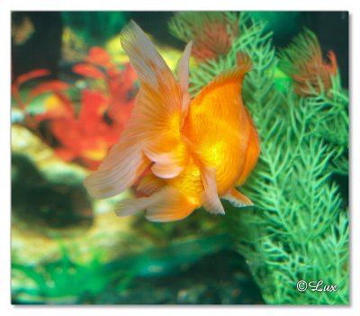 Gold Fish