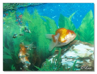Gold Fish