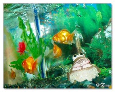 Gold Fish