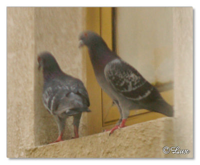 Pigeon Love