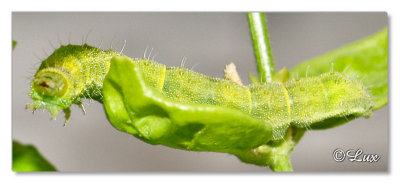 Caterpillar1.jpg