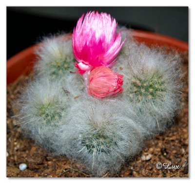 cactus flowers