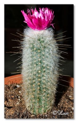 cactus flowers
