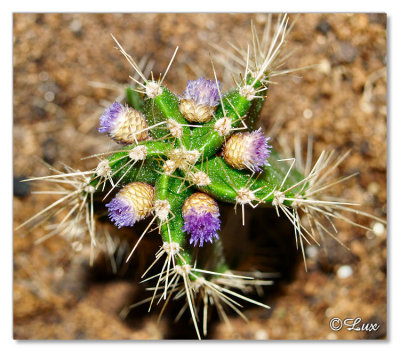 cactus flowers