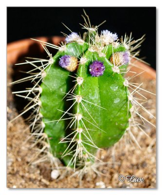 cactus flowers