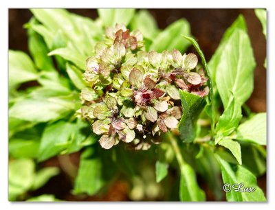 Basil Flowers