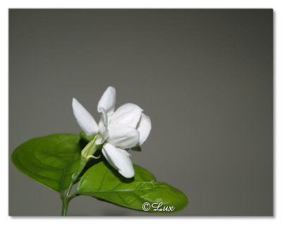 Jasmine