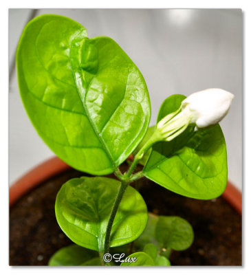 Jasmine Bud